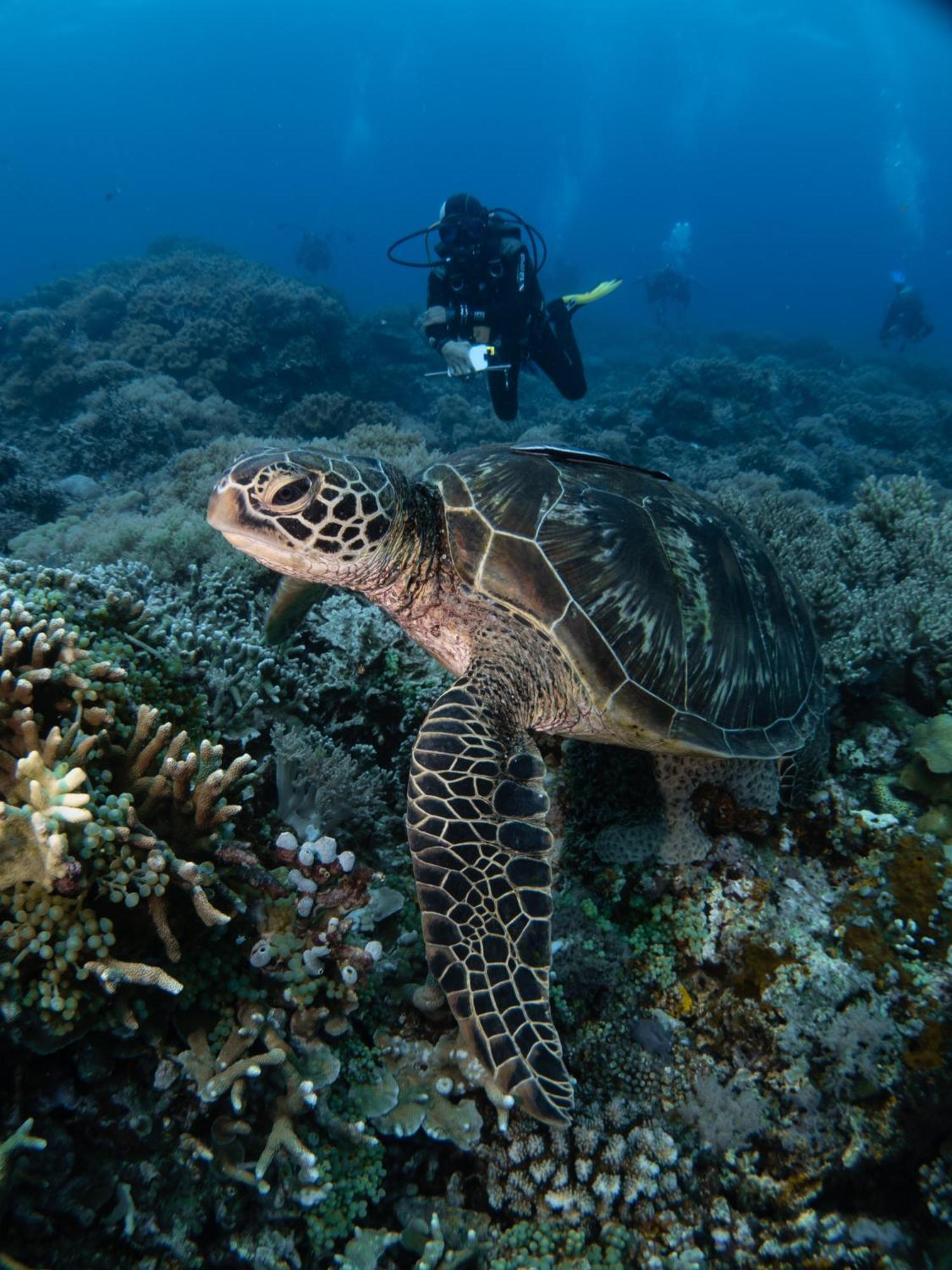 Vitaminsea Room Dauin Exterior photo