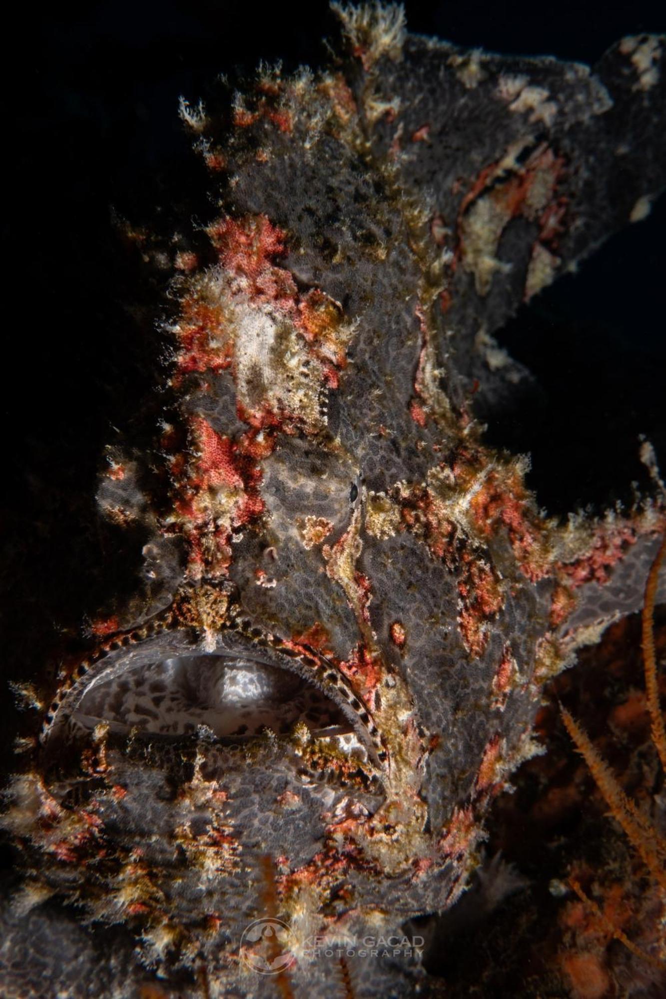 Vitaminsea Room Dauin Exterior photo